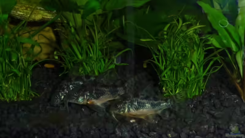 Die 3 Musketiere von Noreia (30)