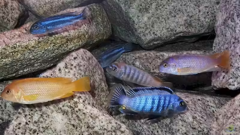 die 3 Saulosi Böcke von Malawi_Einsteiger (35)