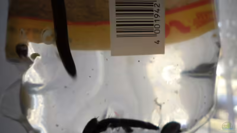 Die 3 Zimtfarbenen Dornaugen von odin 68 (119)