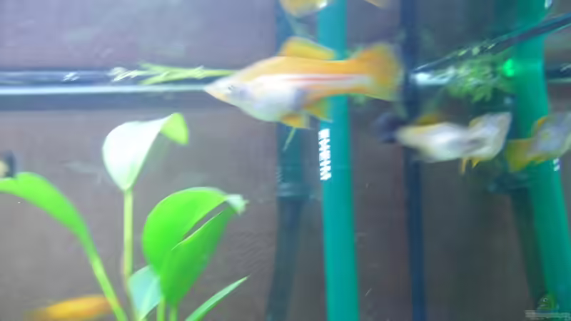 die 3damen des Hauses  von Fireman (19)