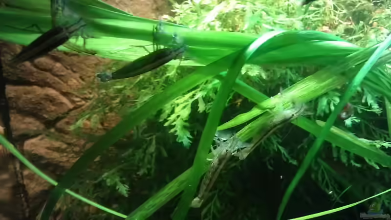 Die 4 Fächerhandgarnele bei der lieblingsbeschäftigung von derflo (14)