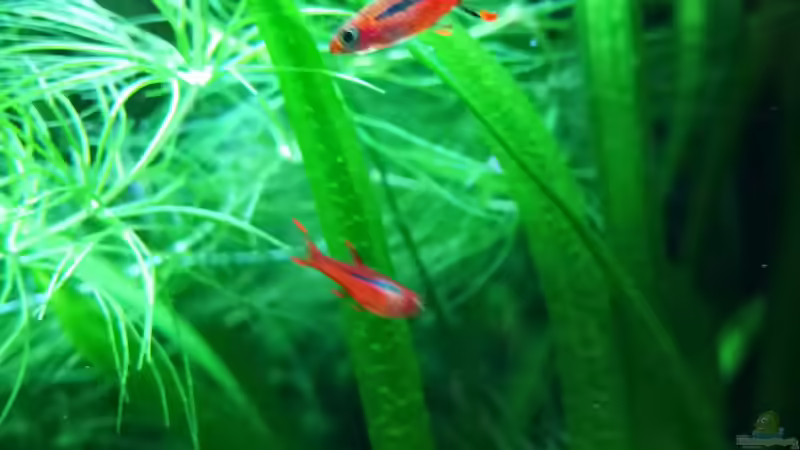 Die 4 fühlen sich Pudel wohl von gonzi (18)