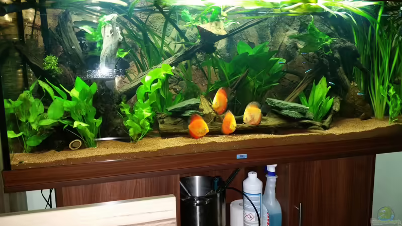 die 4 Jungtiere von podoma (35)