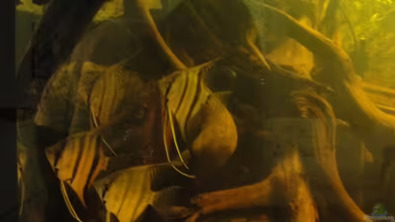 die 4 neuen WF Peru Altums von Laura (51)