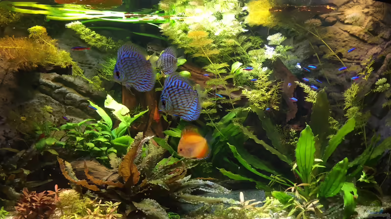 die 4 Rabauken von Diedelsen (5)