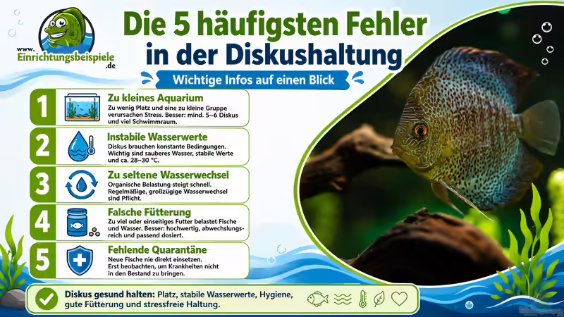 Die 5 häufigsten Fehler in der Diskushaltung