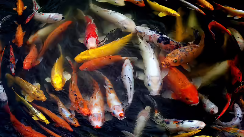 Die 6 häufigsten Krankheiten bei Kois