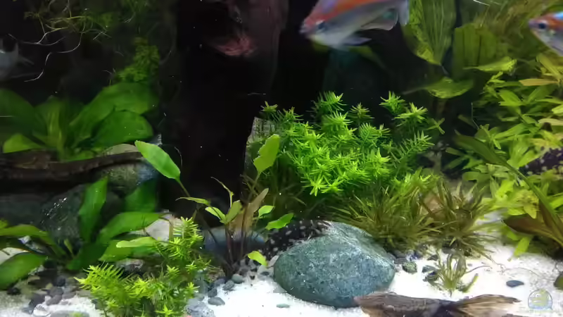 die 9 Jahre alten Sturisoma festivum - Störwels von Grünhexe (178)