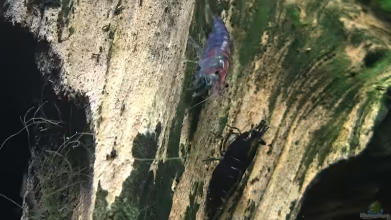 Die ´Abfallgarnelen´ :D von Harald Kästner (17)