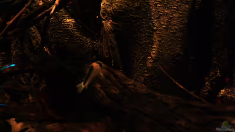 Die Adolfos im Becken von Florian Bandhauer (55)