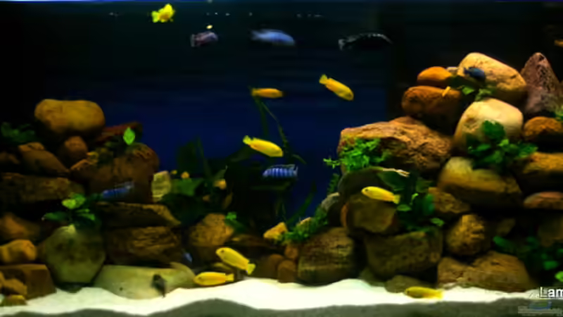 Die aktuelle Totale  von Hr.Lampe (10)