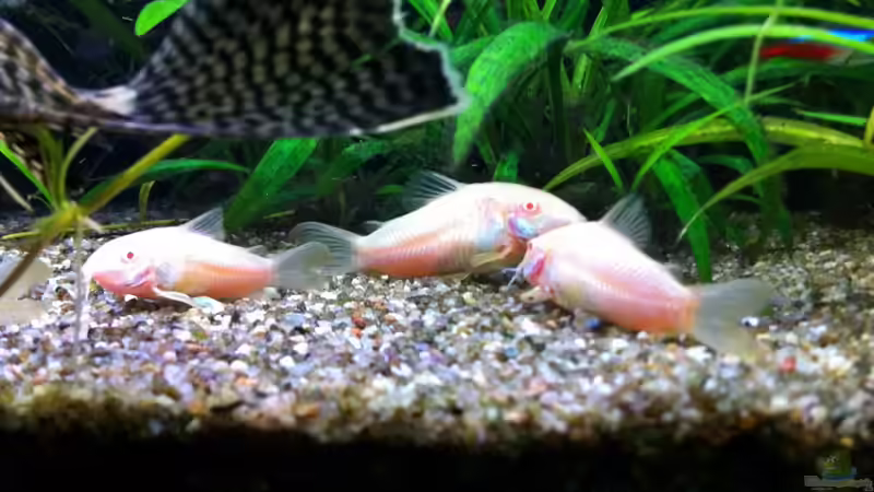 die Albino-Gang von Sebastian Philipp (30)