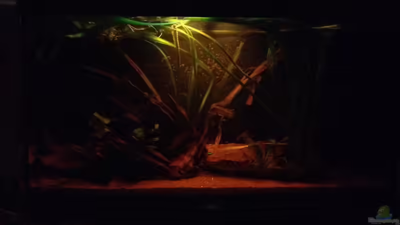 Die Algen an der Rückwand sind gewollt von der Steirer (19)