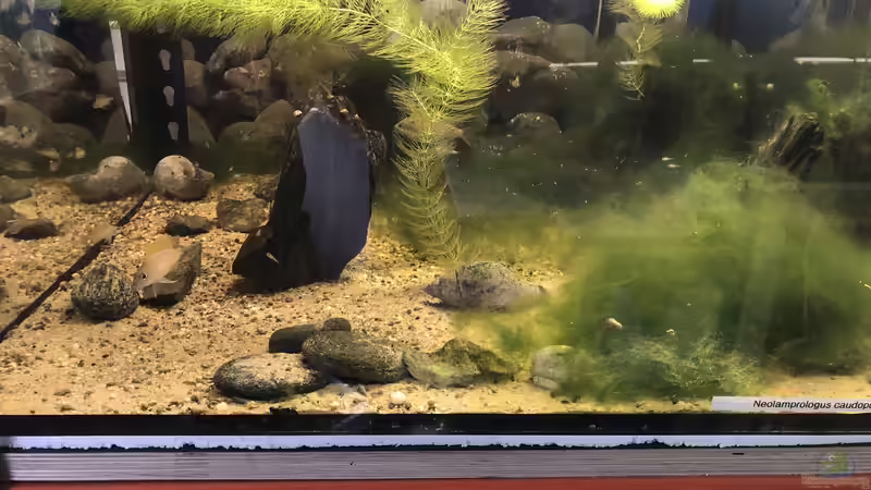 Die Algen finde ich großartig - diese sind vermutlich aufgrund des Spielsands entstanden... von Helga Kury (4)