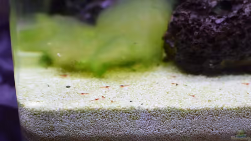 Die Algen im Hintergrund werden auch besucht, aber nicht so oft wie Bodengrund und von Acki50 (19)