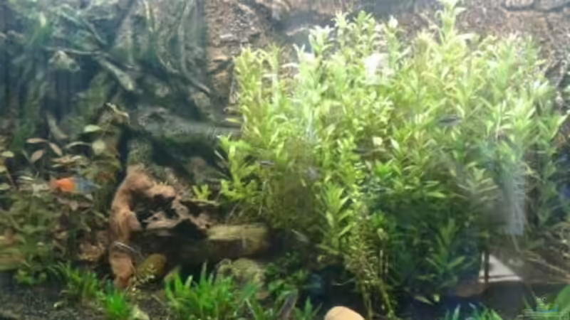 Die Algen kommen... von Jankow (4)