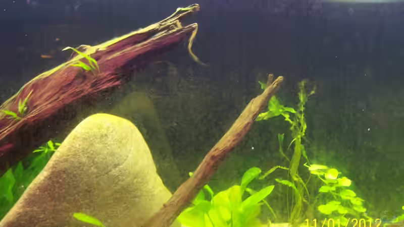 Die Algen sind da von Stefan Arenth (16)