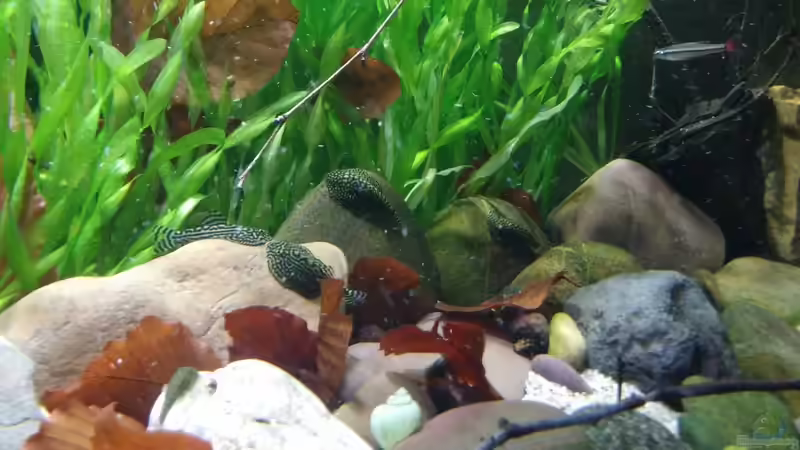 Die Algensteine werden abgegrast  von Miss Kasimir (20)