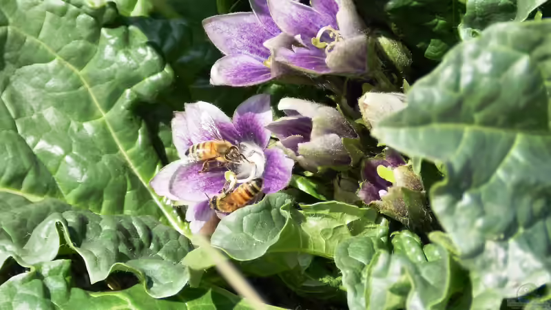 Die Alraune – Mythos, Medizin und tödliche Verlockung