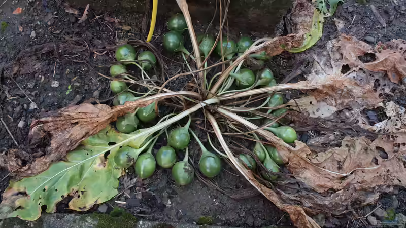 Die Alraune – Mythos, Medizin und tödliche Verlockung