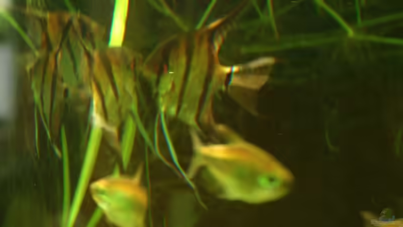 Die Altums von Jochen Gedicke (19)