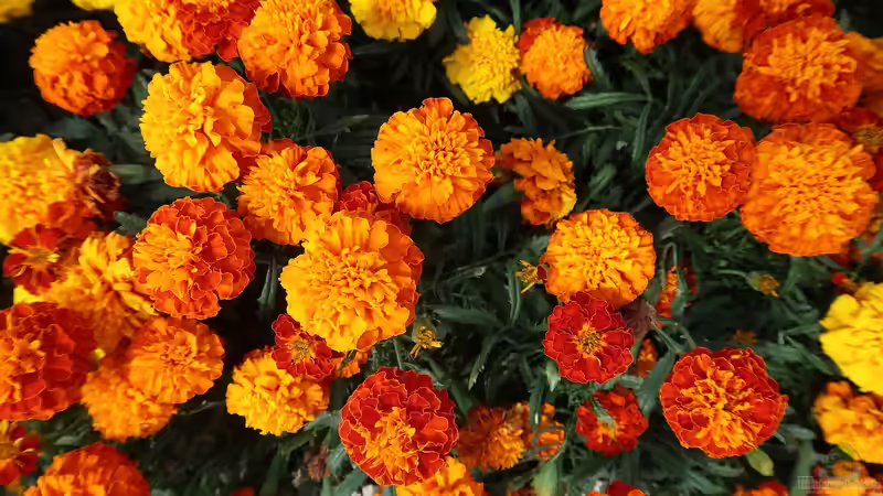 Die am schnellsten wachsenden Pflanzen für den Garten – So holst du dir blitzschnell grün in dein Beet