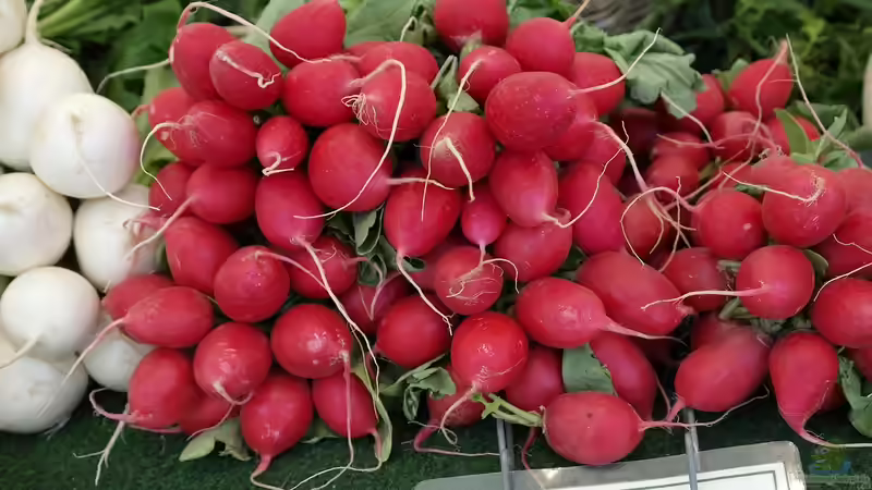 Die am schnellsten wachsenden Pflanzen für den Garten – So holst du dir blitzschnell grün in dein Beet