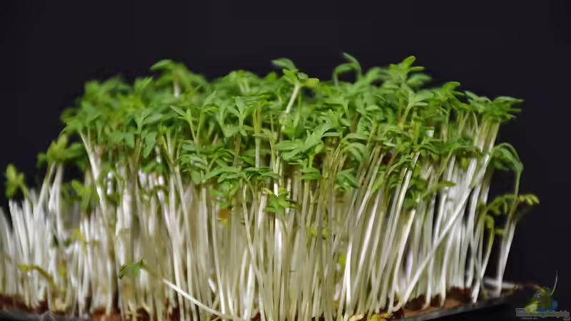 Die am schnellsten wachsenden Pflanzen für den Garten – So holst du dir blitzschnell grün in dein Beet