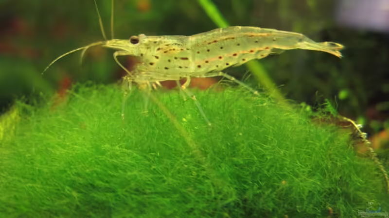 Die Amano , verkannte Schönheit Asiens