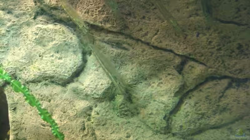 Die Amano-Familie von LockHeed (33)