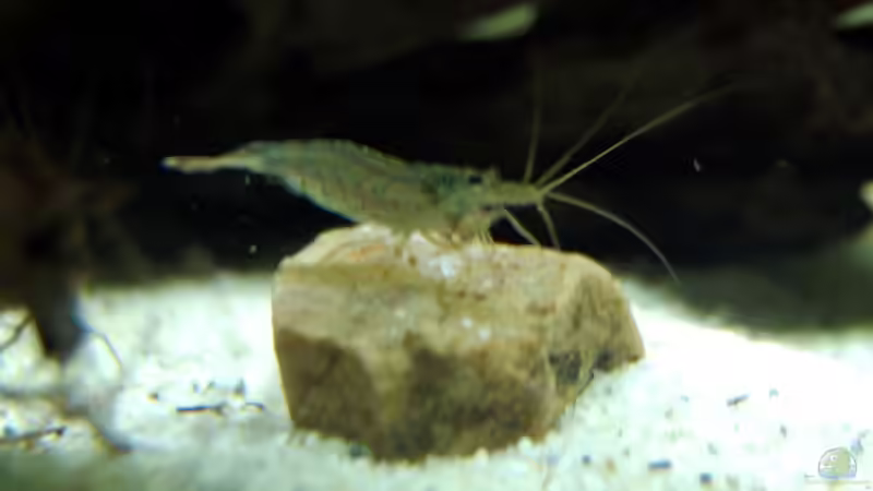 die Amano-Garnelen sind mittlerweile aus meinen Becken nicht mehr wegzudenken von Berlin42 (52)