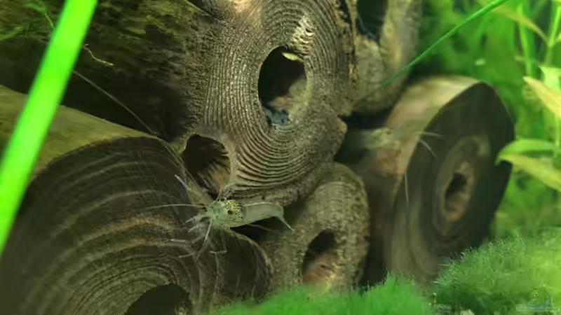 Die Amanogarnelen lieben die Pyramide von Yasmine (22)