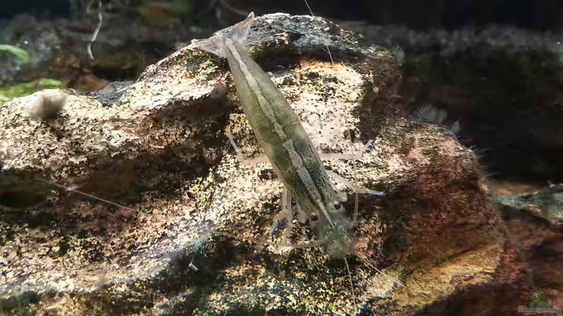 Die Amanos freuen sich über die Algenreste ;D 6.9.15 von Jonas (Trancemania) (14)