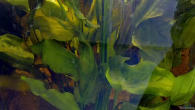 die Amazonas  von Lorenz Graf (3)