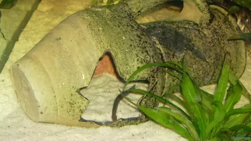 Die Amphore von Manuela Kutschke (3)