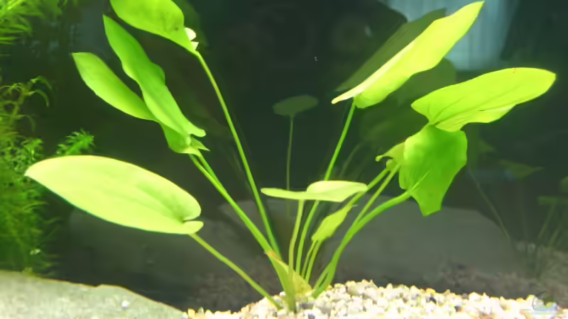 Die andere Echinidorus von Christian Kleinhenz (11)