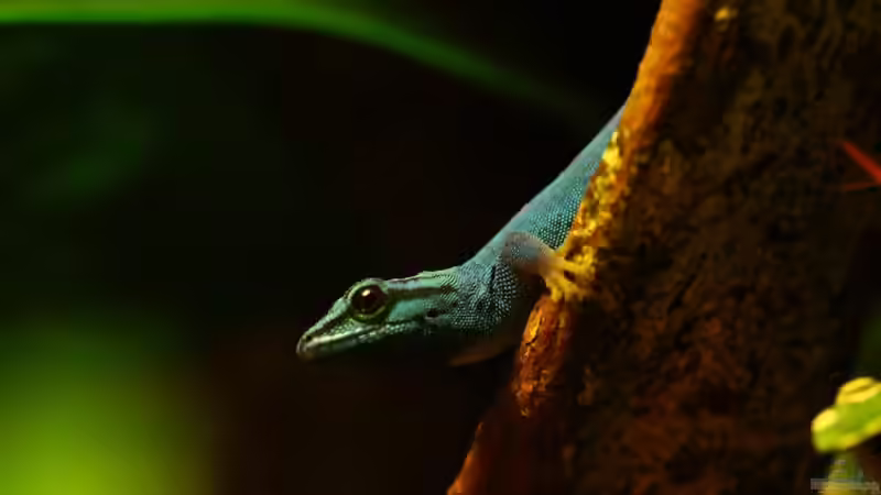 Die andere Seite , das Waldterrarium !