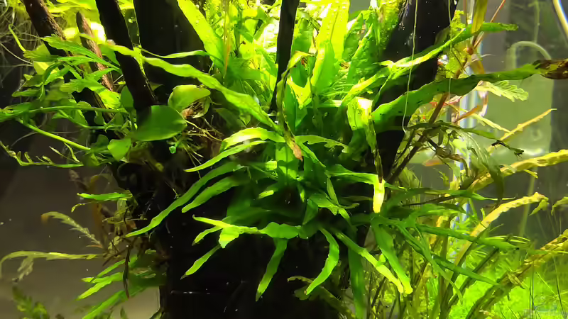 die andere Seite von koba2 (6)