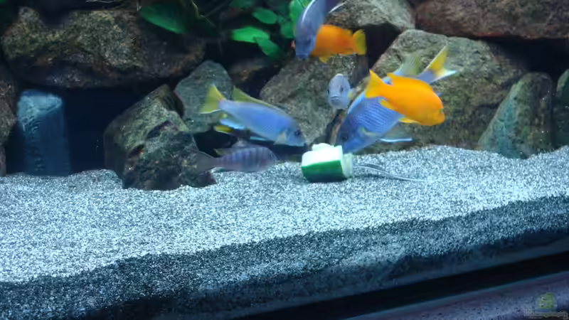 Die anderen Bewohner teilen sich die 2. Gurke von Sven 76 (7)