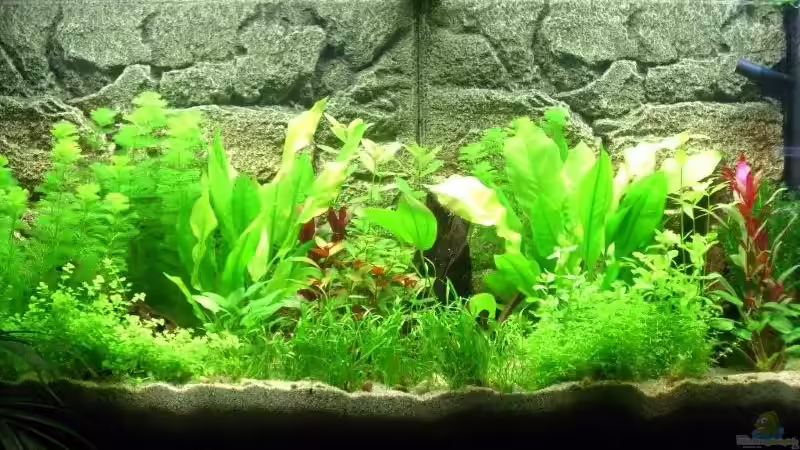 Die Anfänge mit der Erstbepflanzung... von Markus K. (2)