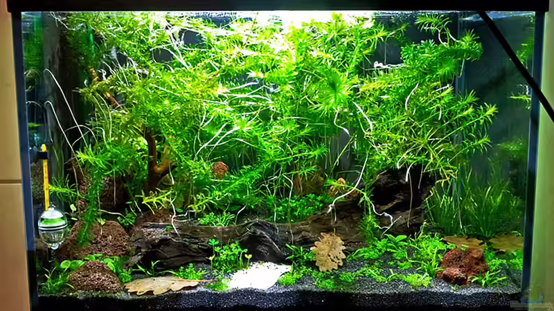 Die Anfänge mit Wasserpest als Erstbewuchs (und 20W LED-Baustrahler) von Tuduhi (11)