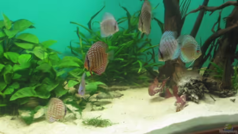 Die anfängliche Gruppe im Mai 2010 von Korbi (29)