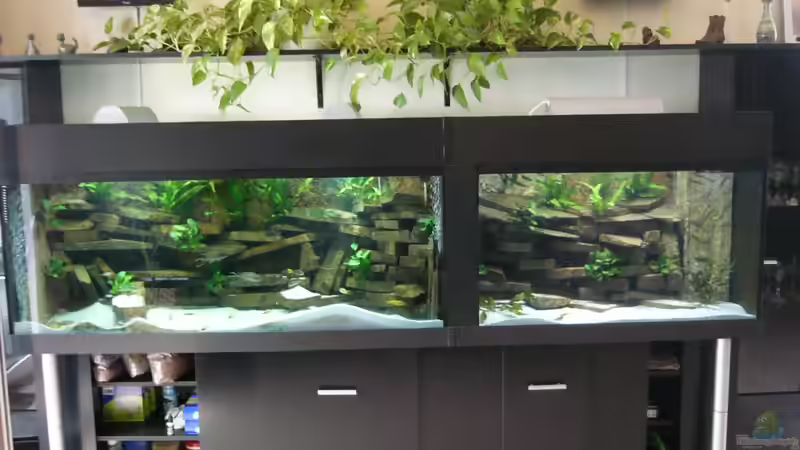 Die Anlage links Tanganjika rechts Malawi von Jedy (1)