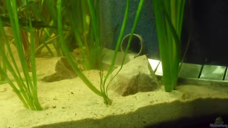 die ansaugöffnung vom passiven filter von kleines becken (19)