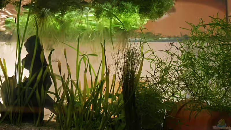 Die Ansicht von hinten, von der Küche aus gesehen. (alt)  von Garnelenmami (6)