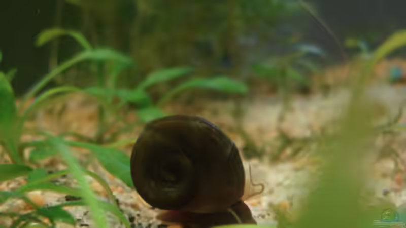 Die Antennen der Posthornschnecke sind sehr beweglich von Aquilegia (21)