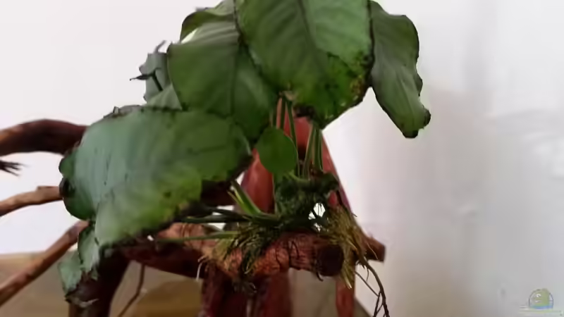 Die Anubias aufzubinden war wieder mal eine Qual von southheart (9)