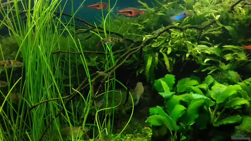 die Anubias sind mit den Wurzeln vom Ast in den Sand gewurzelt und wachsen dadurch von Grünhexe (133)