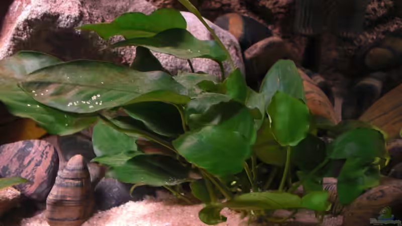 Die Anubias wächst und wächst. von Kai Pragal (14)