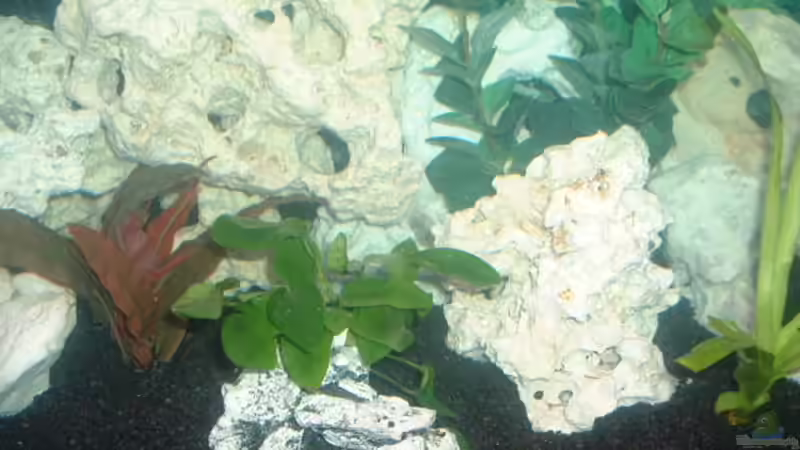 Die Anubis auf einem stein befestigt wächst sagenhaft (-: von Detlef Hasselbach (11)